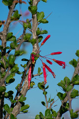 Fouquieria splendens