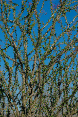 Fouquieria splendens