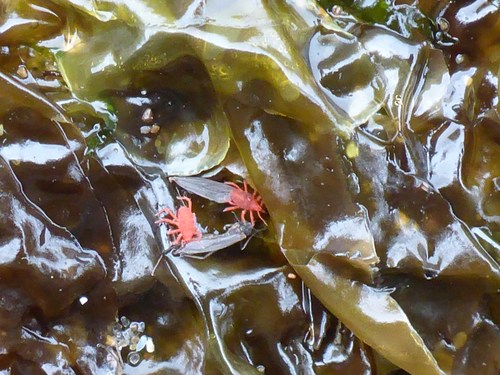 Neomolgus littoralis