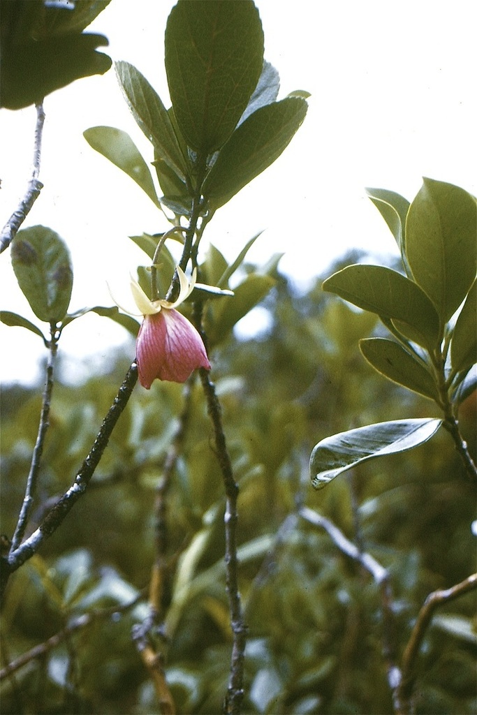 Ruizia blackburniana