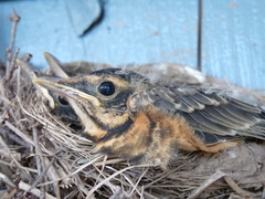 Turdus migratorius image