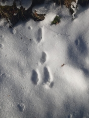 Lepus timidus varronis