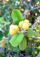 Androstachys johnsonii