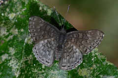 Exoplisia cadmeis