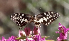 Papilio demodocus demodocus