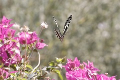 Papilio demodocus demodocus