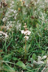 Pyrola rotundifolia maritima