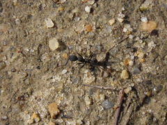 Aphaenogaster senilis