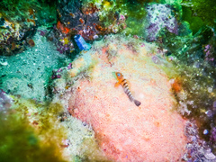 Notoclinops segmentatus