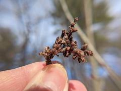 Eriophyes betulae