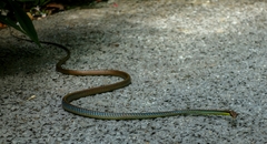 Dendrelaphis cyanochloris