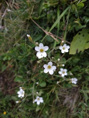 Cherleria circassica