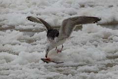 Larus marinus