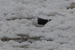 Larus marinus