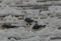 Larus cachinnans