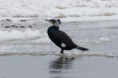 Phalacrocorax carbo