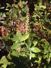 Clethra tomentosa