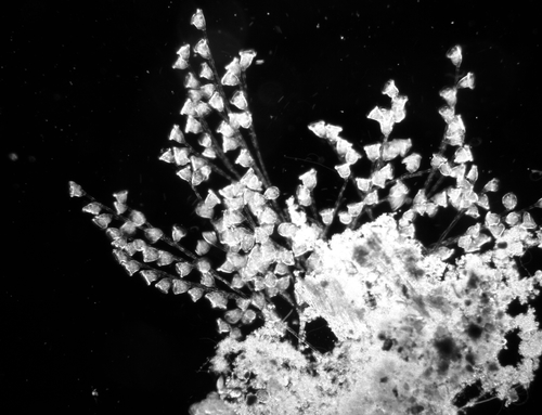 Zoothamnium arbuscula