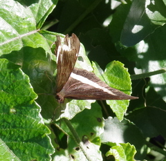 Eurytela hiarbas angustata