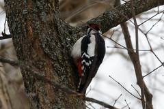 Dendrocopos major