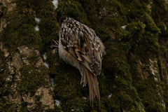 Certhia brachydactyla