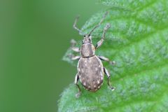 Peritelus sphaeroides