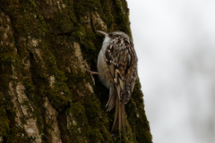 Certhia brachydactyla