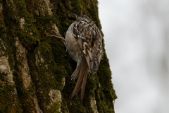 Certhia brachydactyla