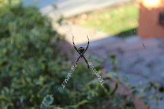 Argiope argentata