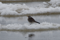 Turdus pilaris