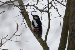 Dendrocopos major