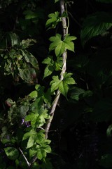 Ceratiosicyos laevis