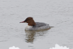 Mergus merganser