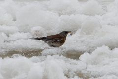 Turdus pilaris