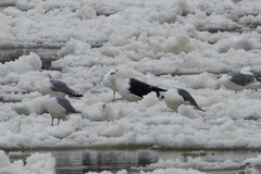Larus marinus