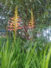 Chasmanthe floribunda