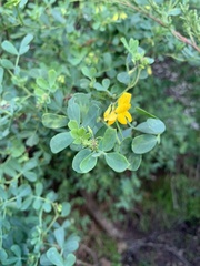 Coronilla