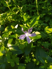 Vinca difformis