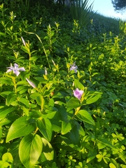 Vinca difformis