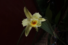 Sobralia xantholeuca