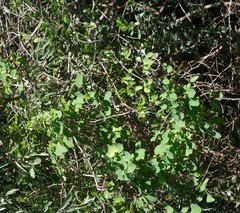 Helinus integrifolius