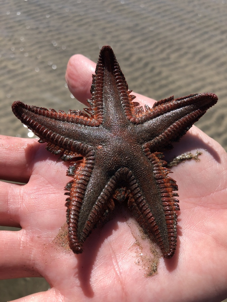 Astropecten regalis