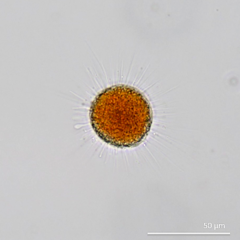 Vampyrella lateritia