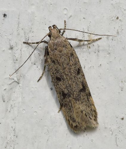 Gelechia rhombella (Denis & Schiffermüller), 1775