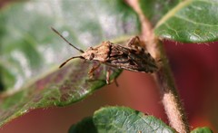 Stictopleurus punctiventris