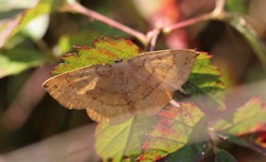 Apodrepanulatrix liberaria