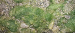 Ulva intestinalis