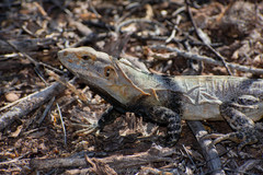Ctenosaura macrolopha