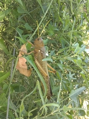 Tropidacris collaris