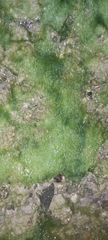 Ulva intestinalis